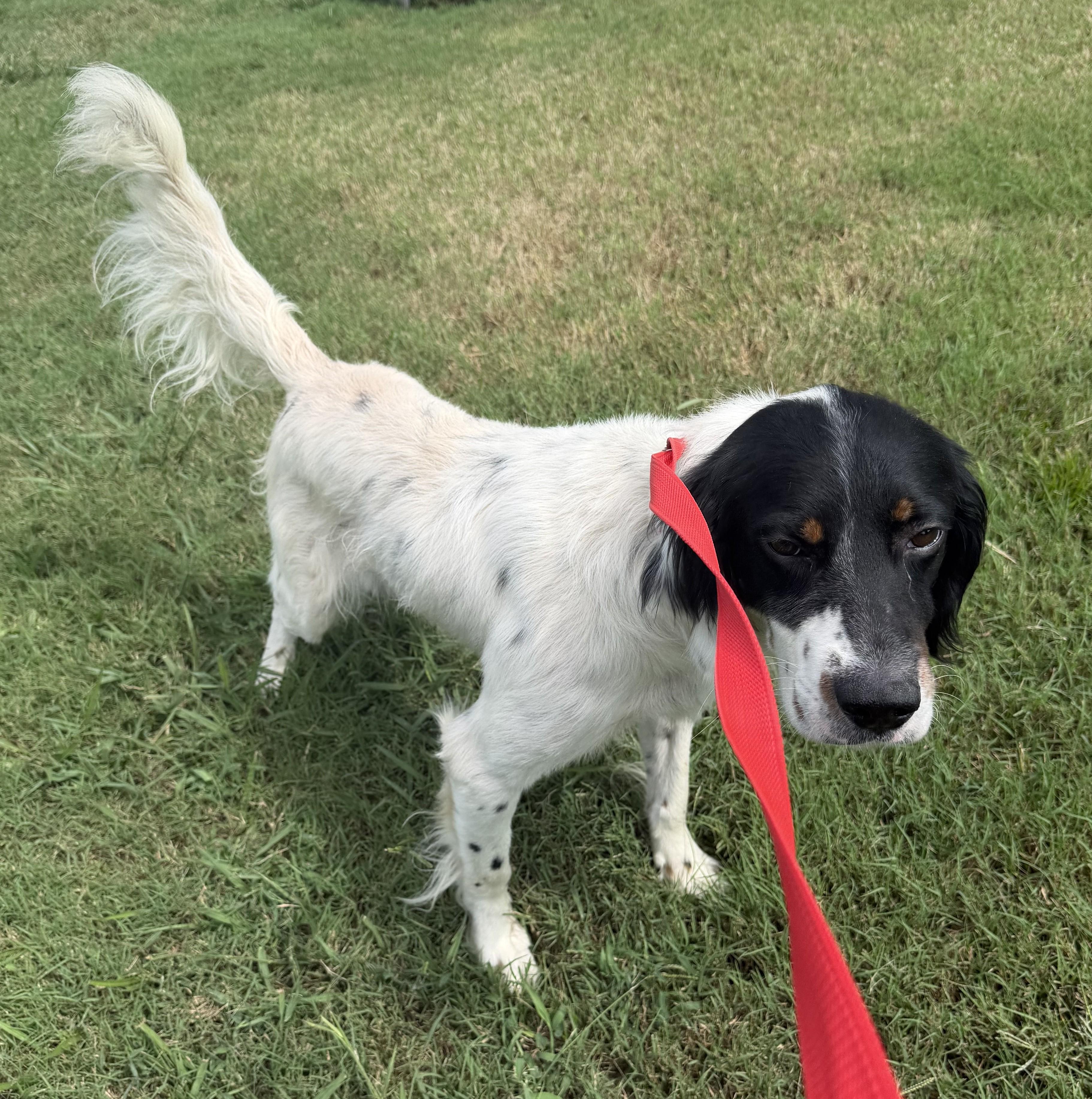 Enlarge Langley- URGENT, a Adoptable English Setter in Wood Dale, IL image 2/5