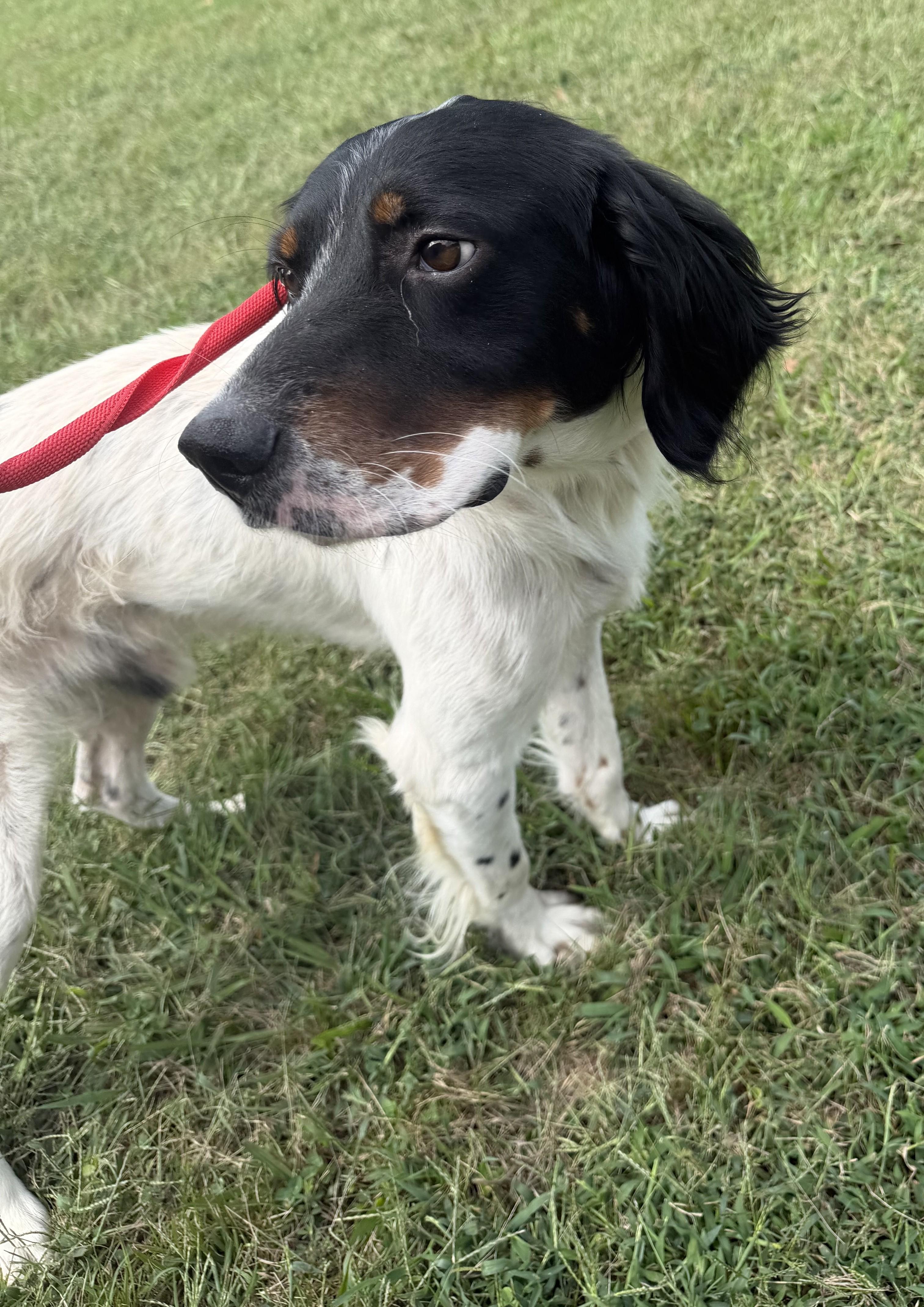Enlarge Langley- URGENT, a Adoptable English Setter in Wood Dale, IL image 4/5