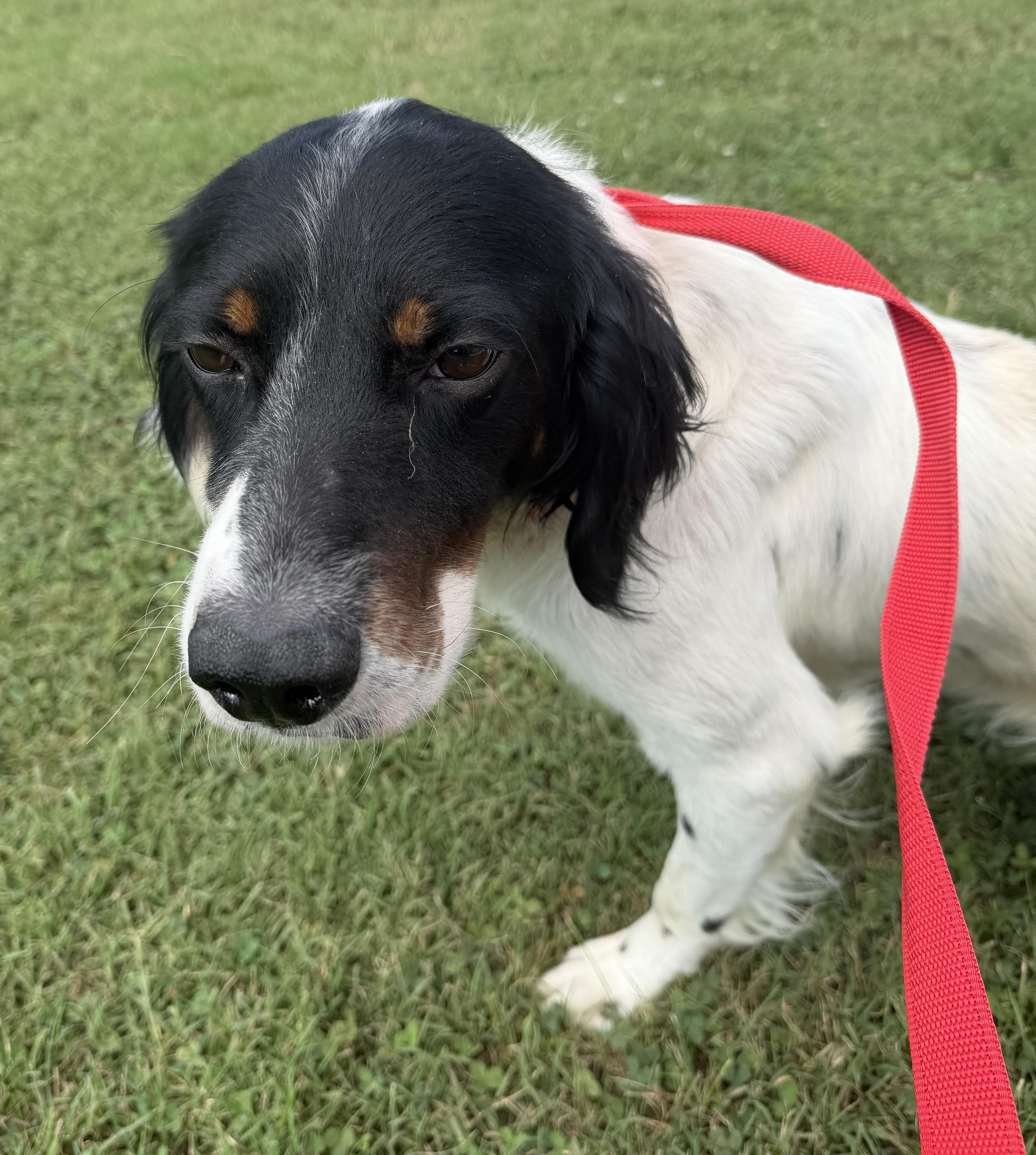 Langley- URGENT, Adoptable, Adult Male English Setter.