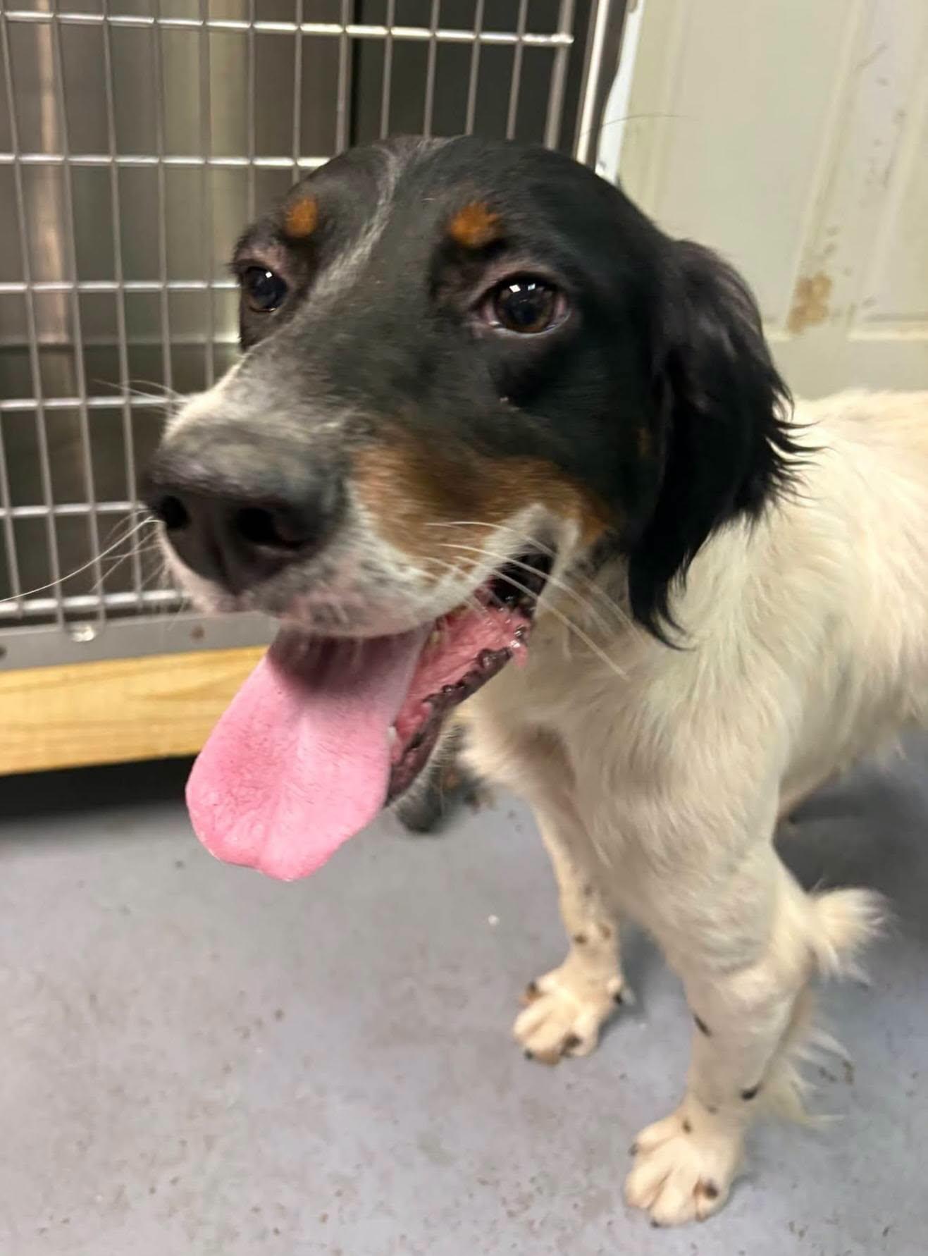 Enlarge Langley- URGENT, a Adoptable English Setter in Wood Dale, IL image 5/5