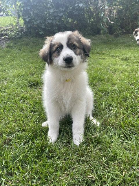 **KINDLE**, Adoptable, Puppy Female Australian Shepherd & Great Pyrenees.