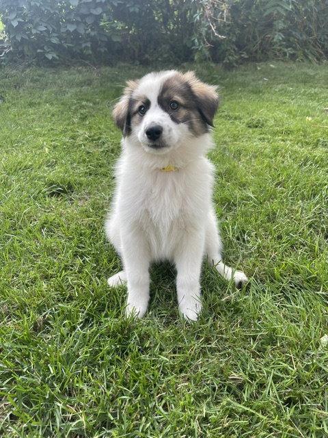 Enlarge **KINDLE**, a Adoptable mixed breed in North Prairie, WI image 2/3