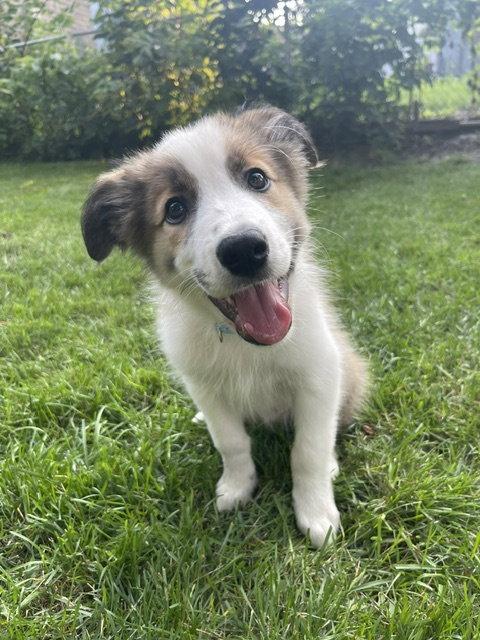 Enlarge **KINDLE**, a Adoptable mixed breed in North Prairie, WI image 3/3