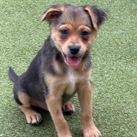 Tavistock, an adoptable Terrier in cheyenne, WY, 82009 | Photo Image 1