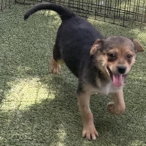 Tavistock, an adoptable Terrier in cheyenne, WY, 82009 | Photo Image 5