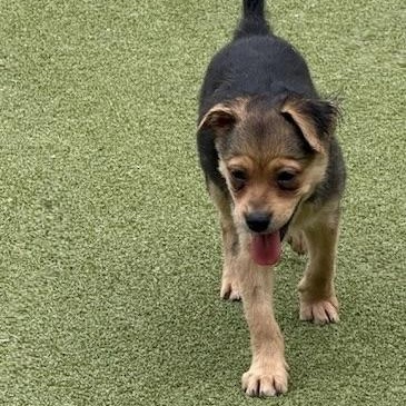 Tavistock, an adoptable Terrier in cheyenne, WY, 82009 | Photo Image 3