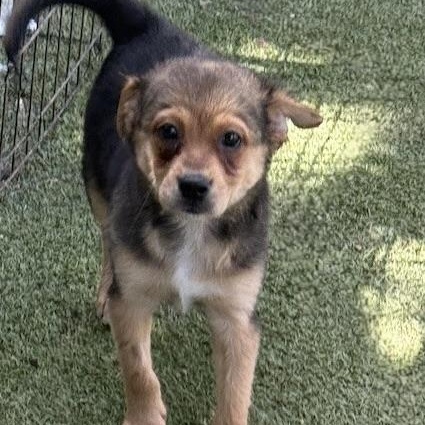 Tavistock, an adoptable Terrier in cheyenne, WY, 82009 | Photo Image 4