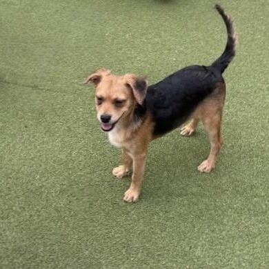 Tavistock, an adoptable Terrier in cheyenne, WY, 82009 | Photo Image 6