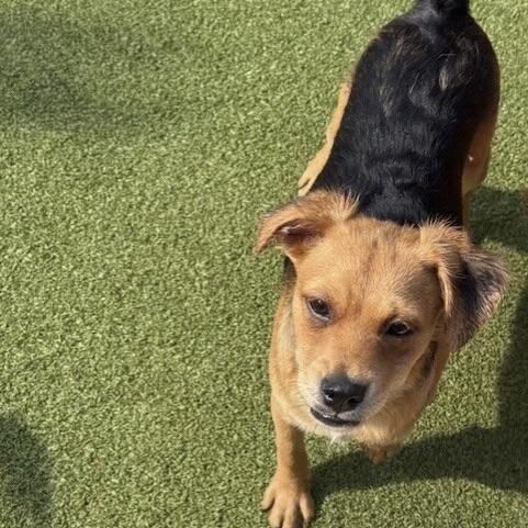 Tavistock, an adoptable Terrier in cheyenne, WY, 82009 | Photo Image 2