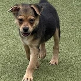 Tavistock, an adoptable Terrier in cheyenne, WY, 82009 | Photo Image 6
