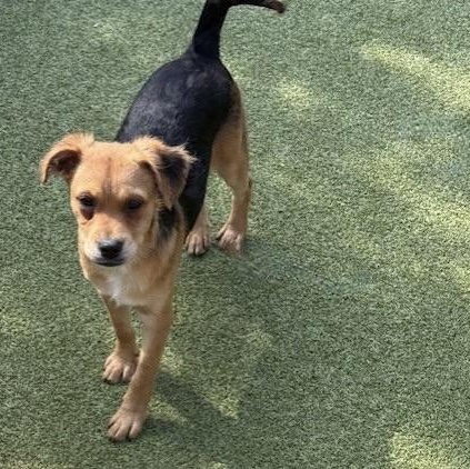 Tavistock, an adoptable Terrier in cheyenne, WY, 82009 | Photo Image 3