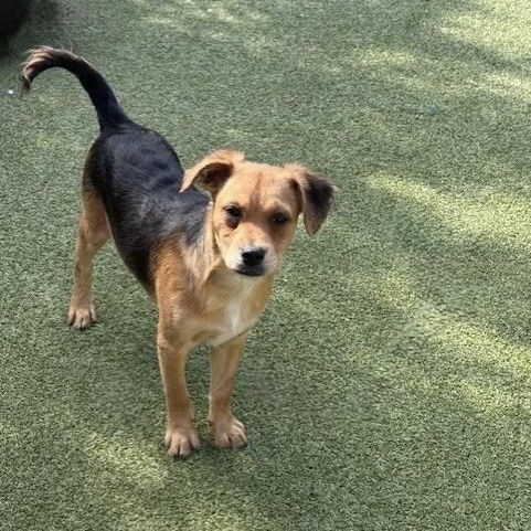 Tavistock, an adoptable Terrier in cheyenne, WY, 82009 | Photo Image 4
