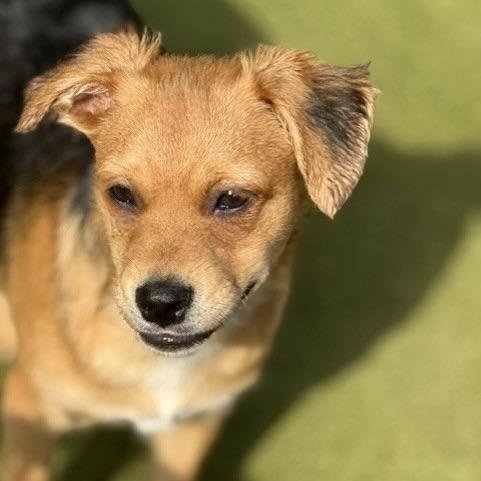 Tavistock, an adoptable Terrier in cheyenne, WY, 82009 | Photo Image 1