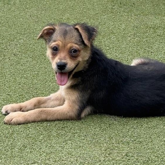 Tavistock, an adoptable Terrier in cheyenne, WY, 82009 | Photo Image 2