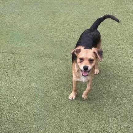 Tavistock, an adoptable Terrier in cheyenne, WY, 82009 | Photo Image 5