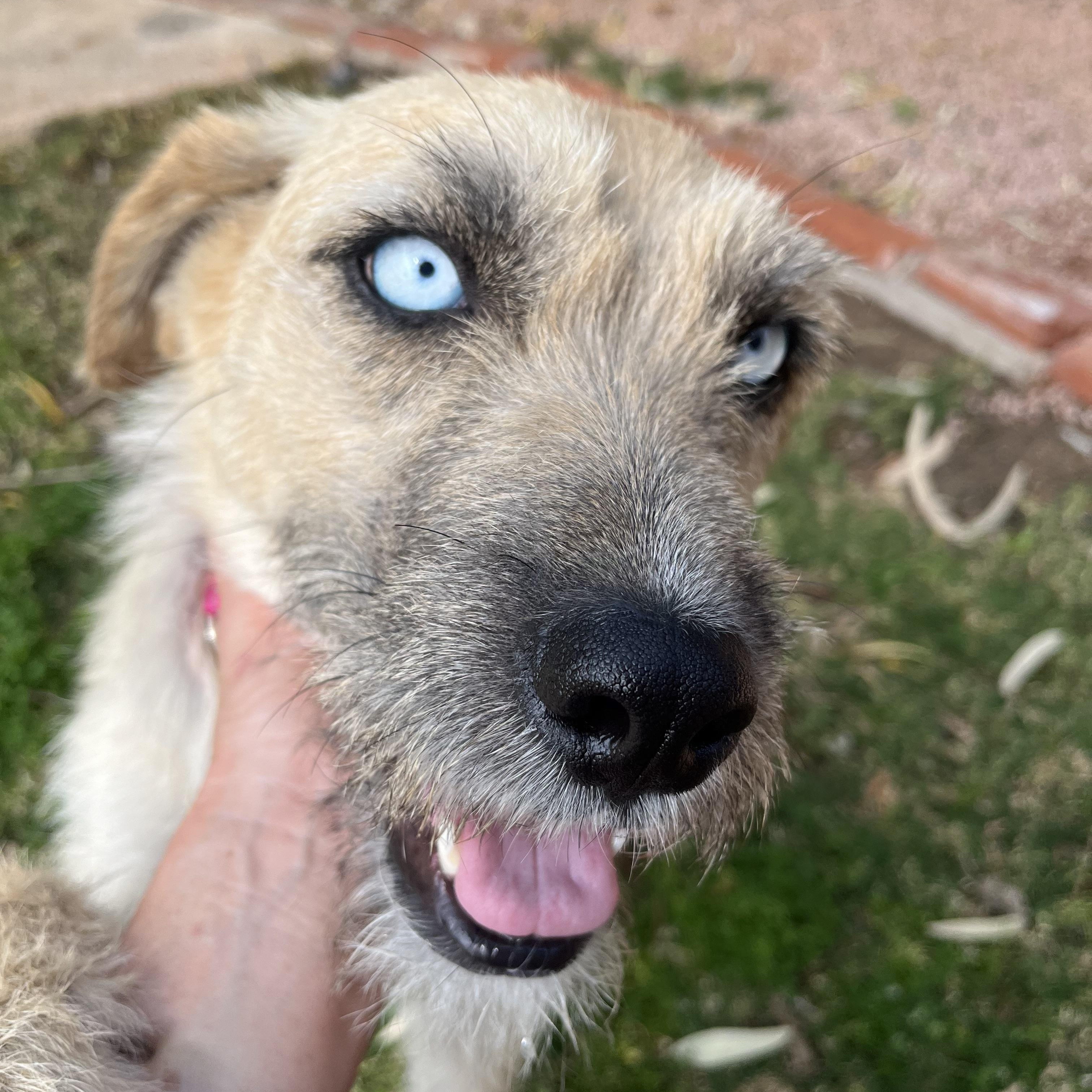 Billie, a Adopted mixed breed in Phoenix, AZ image 2/6