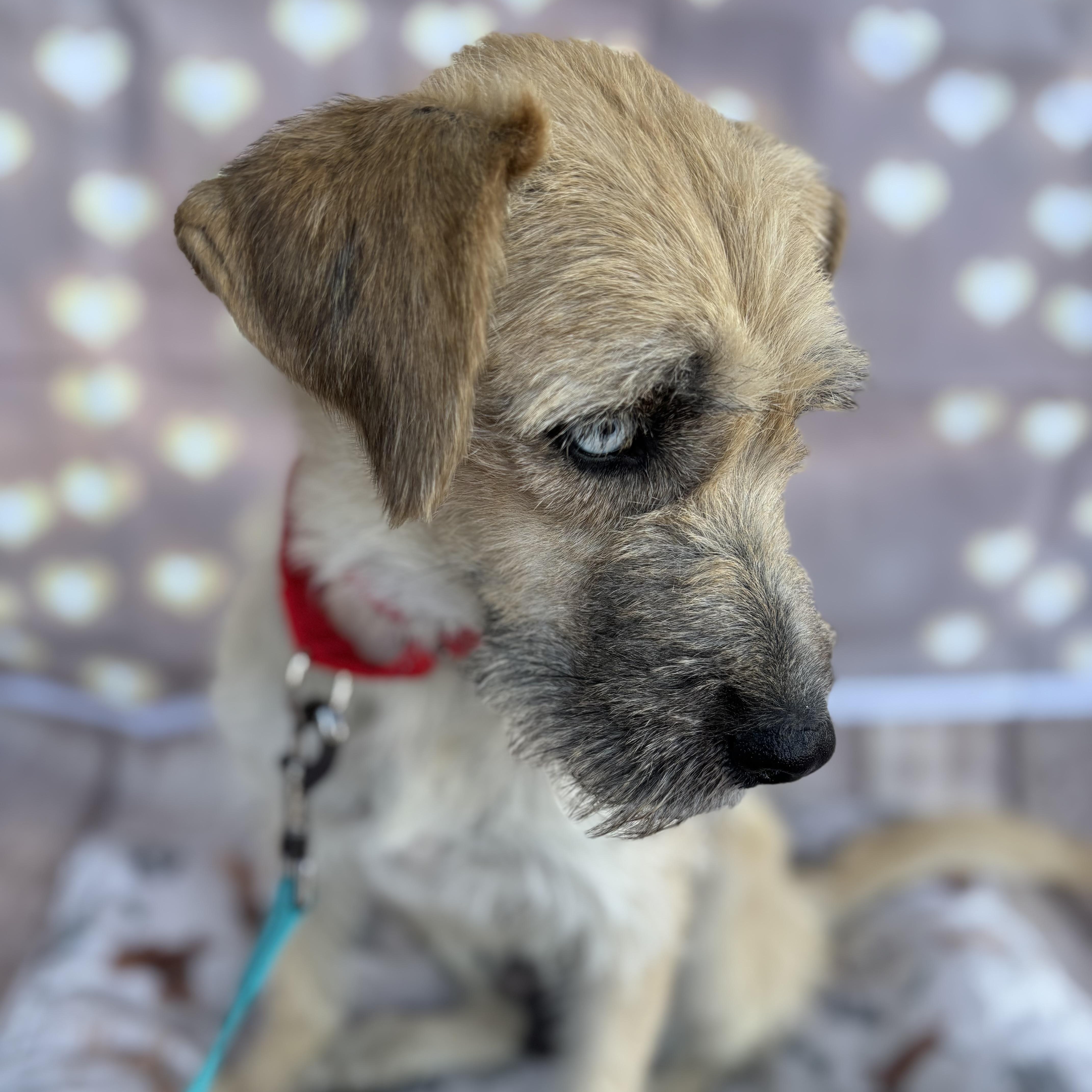 Billie, a Adopted mixed breed in Phoenix, AZ image 6/6