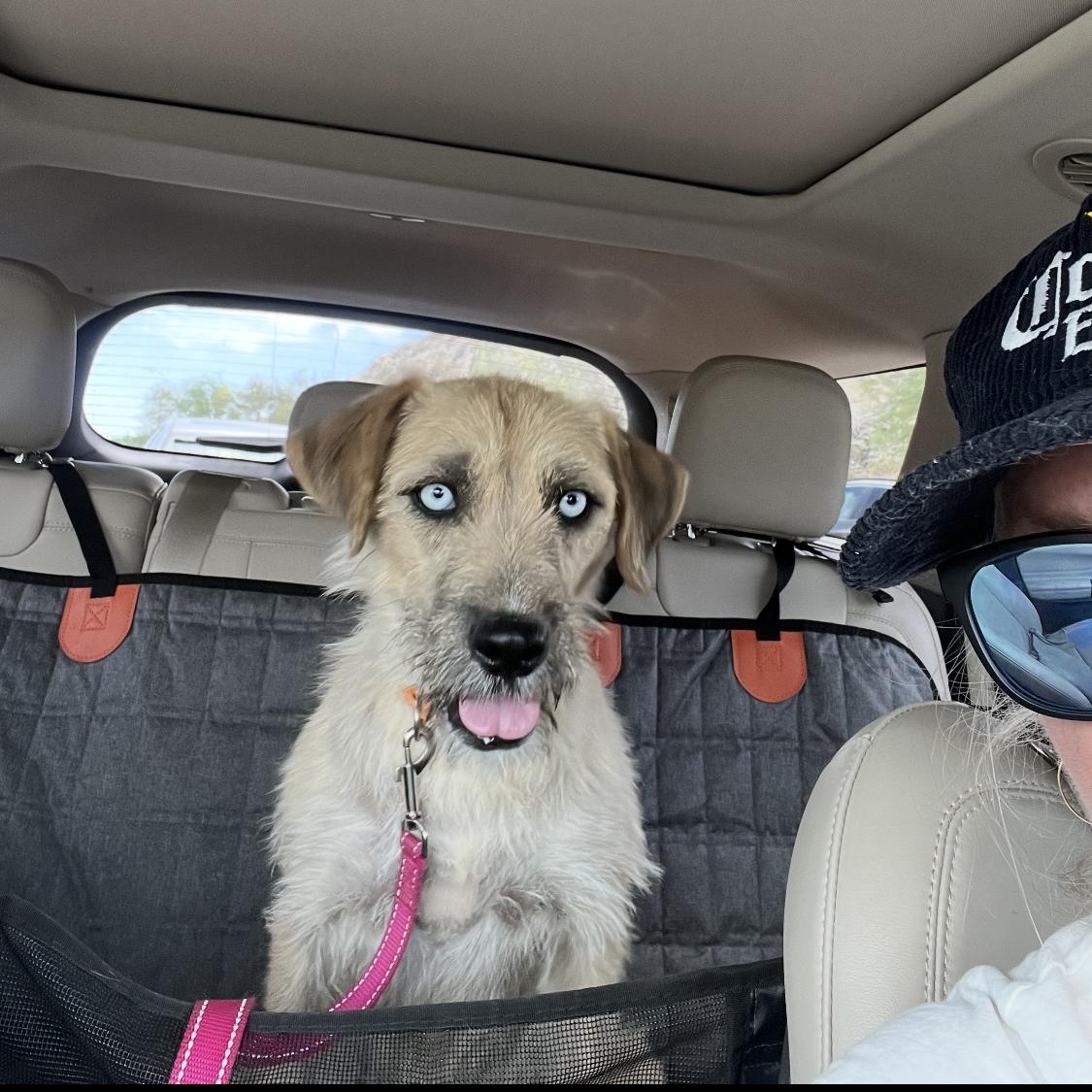 Billie, a Adopted mixed breed in Phoenix, AZ image 3/6