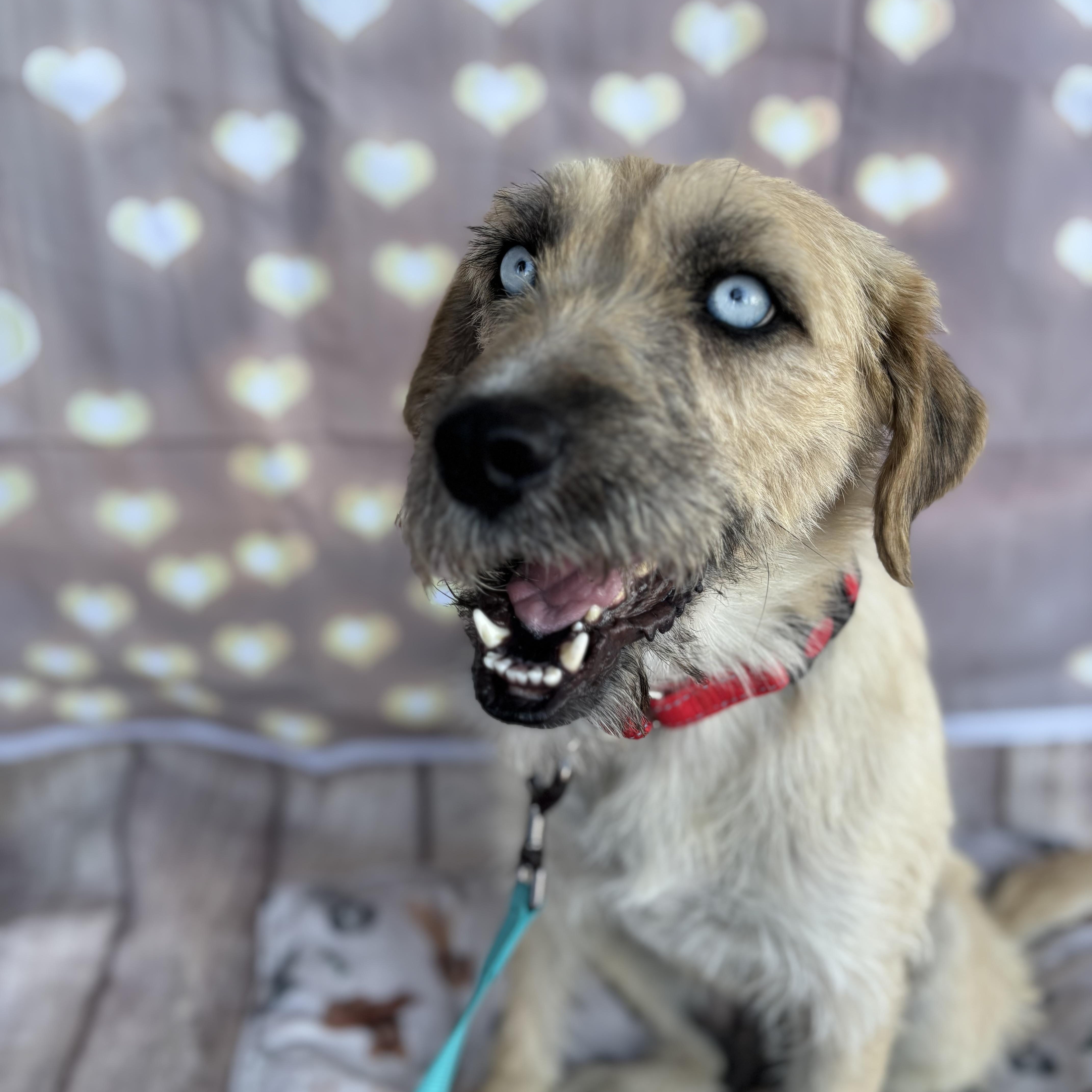 Billie, a Adopted mixed breed in Phoenix, AZ image 1/6