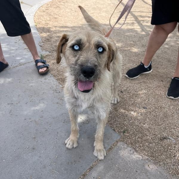 Billie, a Adopted mixed breed in Phoenix, AZ image 4/6