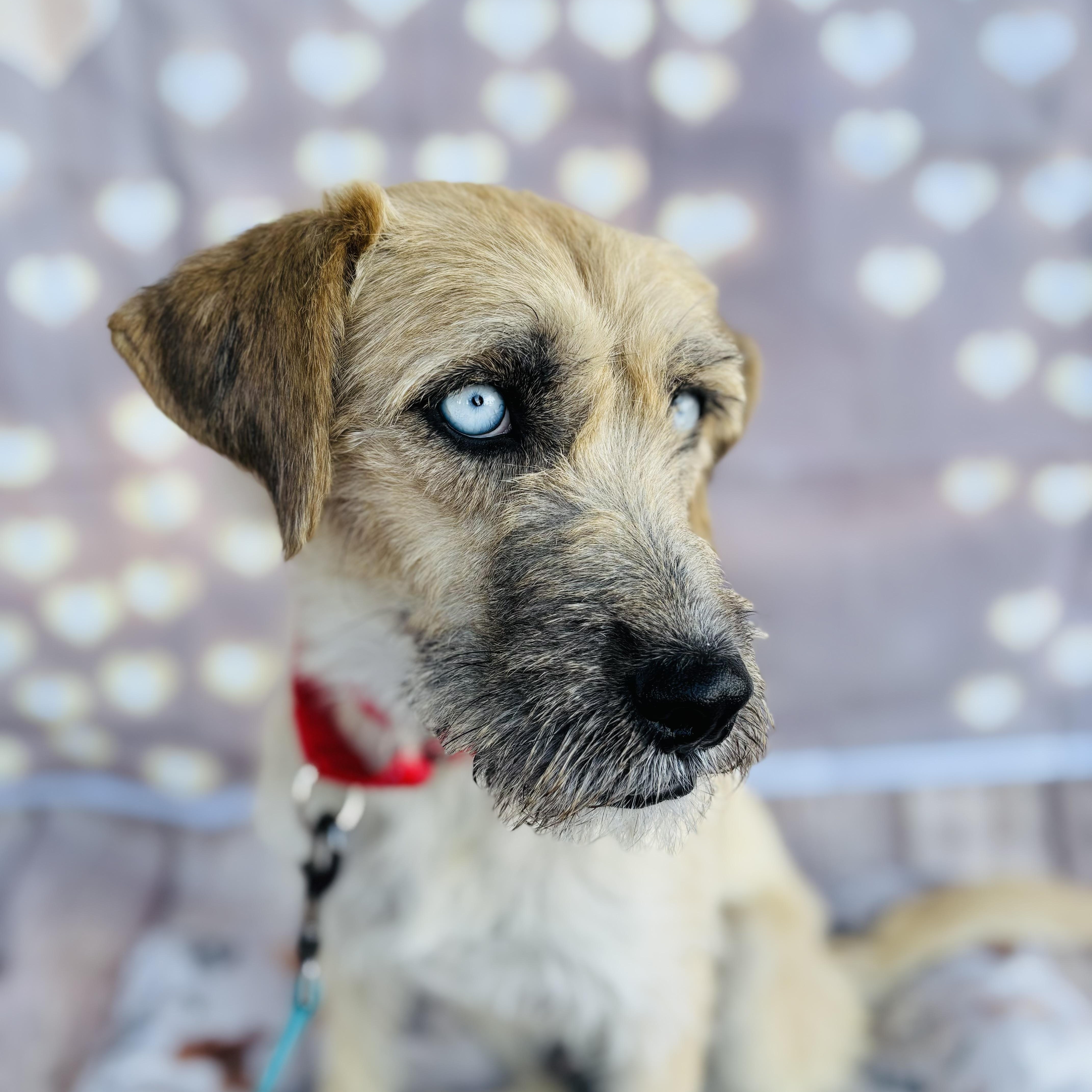 Billie, a Adopted mixed breed in Phoenix, AZ image 5/6