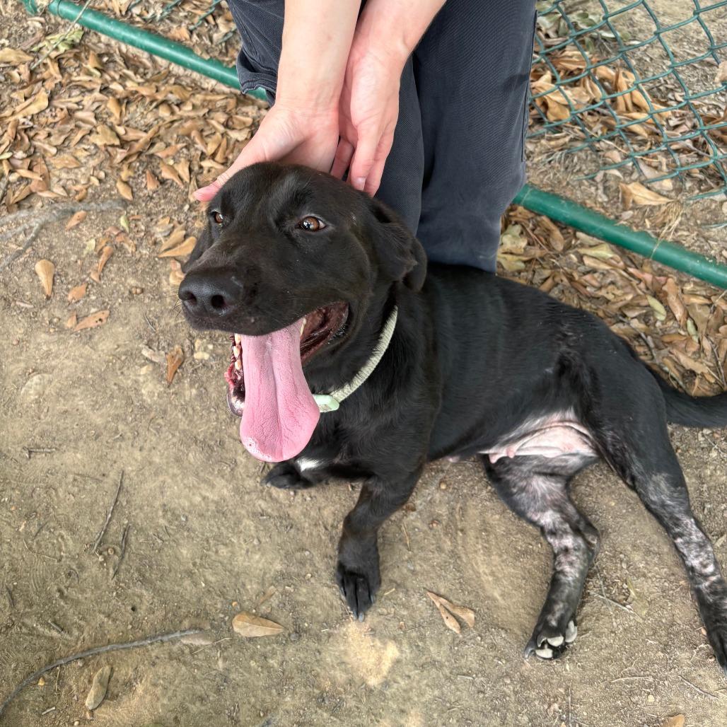 Marisol A.K.A Mari 26-087, Adoptable, Adult Female Black Labrador Retriever & Basset Hound.