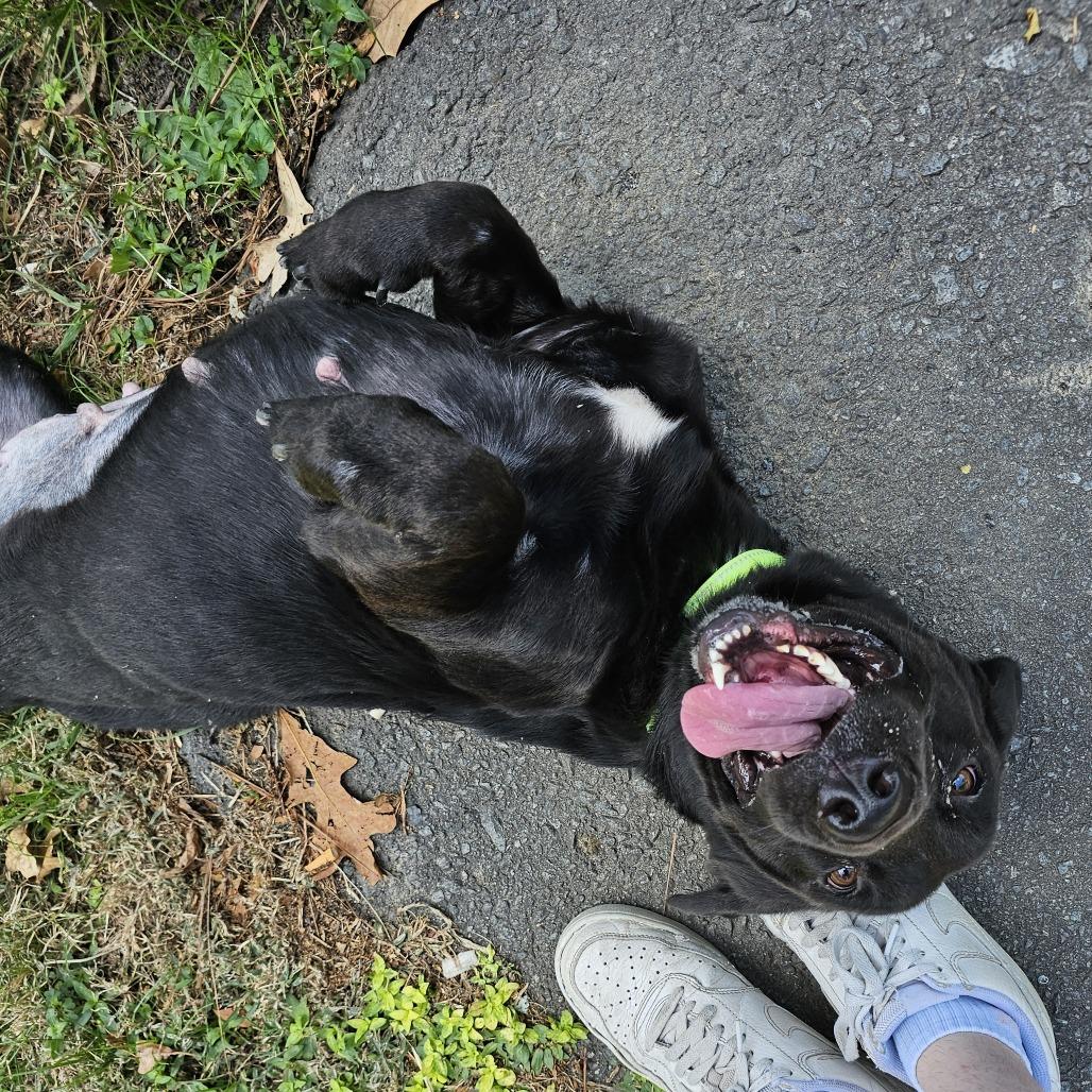 Enlarge Marisol A.K.A Mari  26-087, a Adoptable mixed breed in Little Rock, AR image 2/5