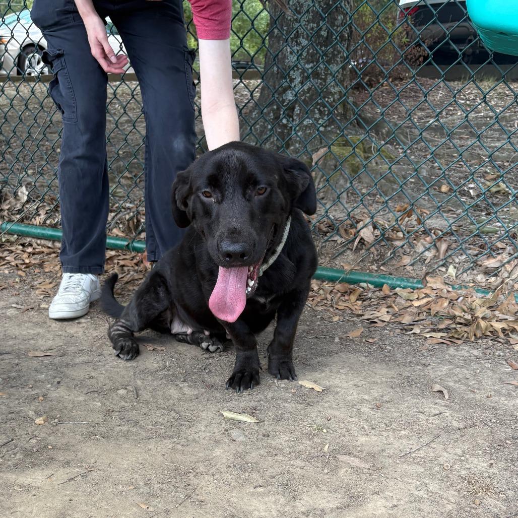 Enlarge Marisol A.K.A Mari  26-087, a Adoptable mixed breed in Little Rock, AR image 3/5