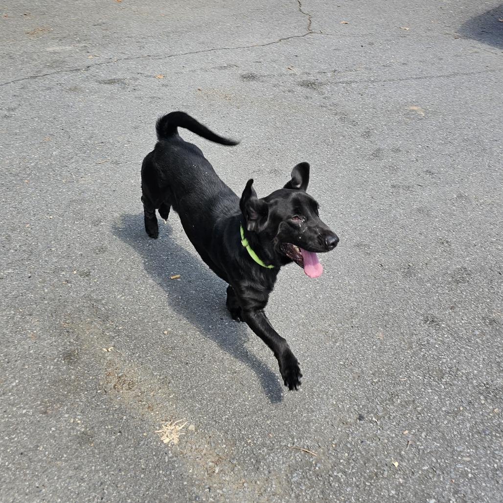 Enlarge Marisol A.K.A Mari  26-087, a Adoptable mixed breed in Little Rock, AR image 4/5