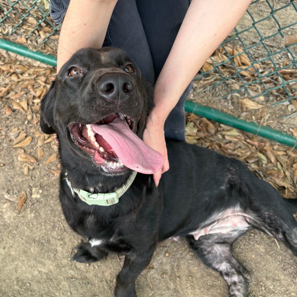 Enlarge Marisol A.K.A Mari  26-087, a Adoptable mixed breed in Little Rock, AR image 5/5