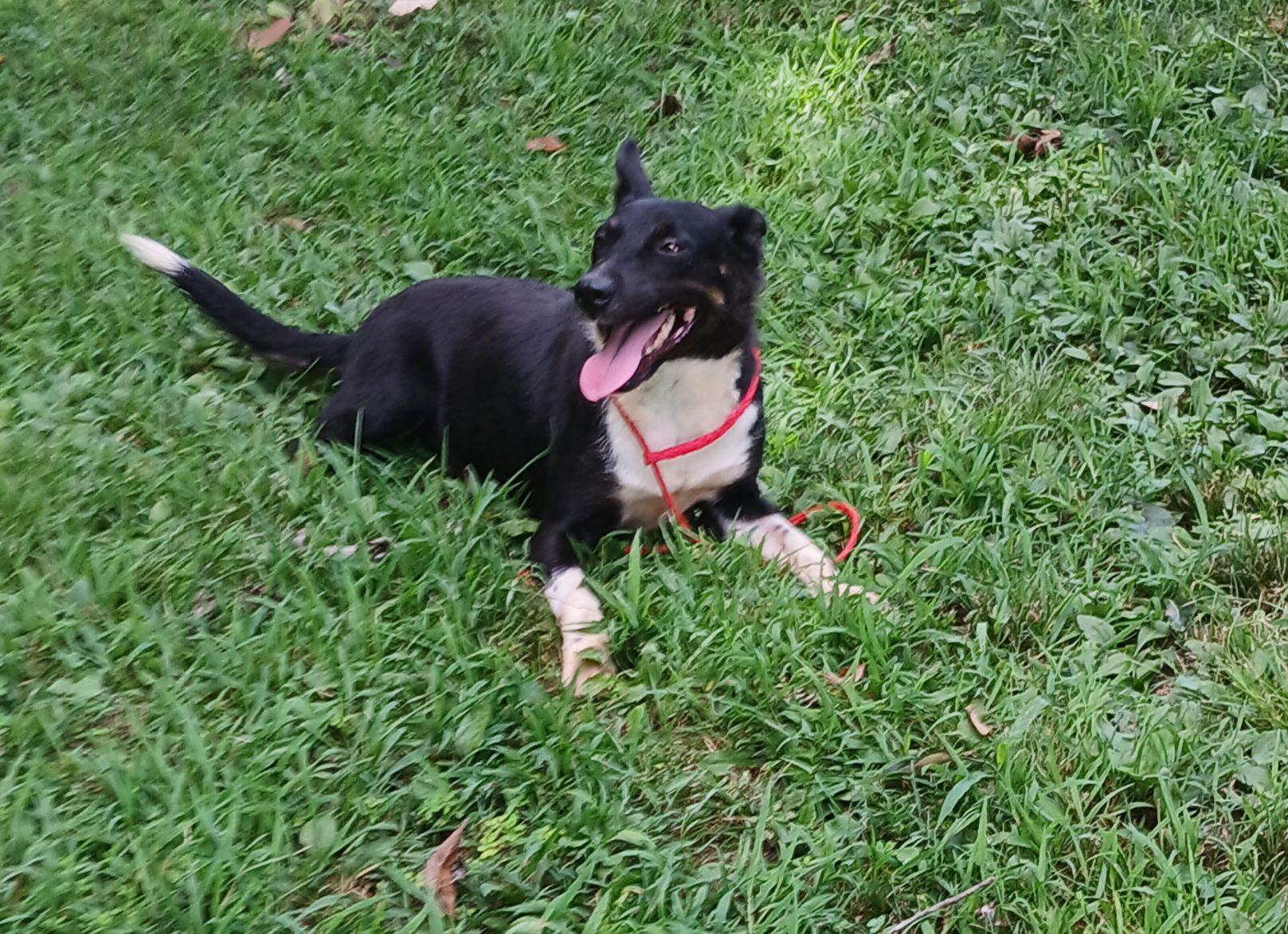 Enlarge Sadie, a Adoptable mixed breed in Princeton, IN image 1/1