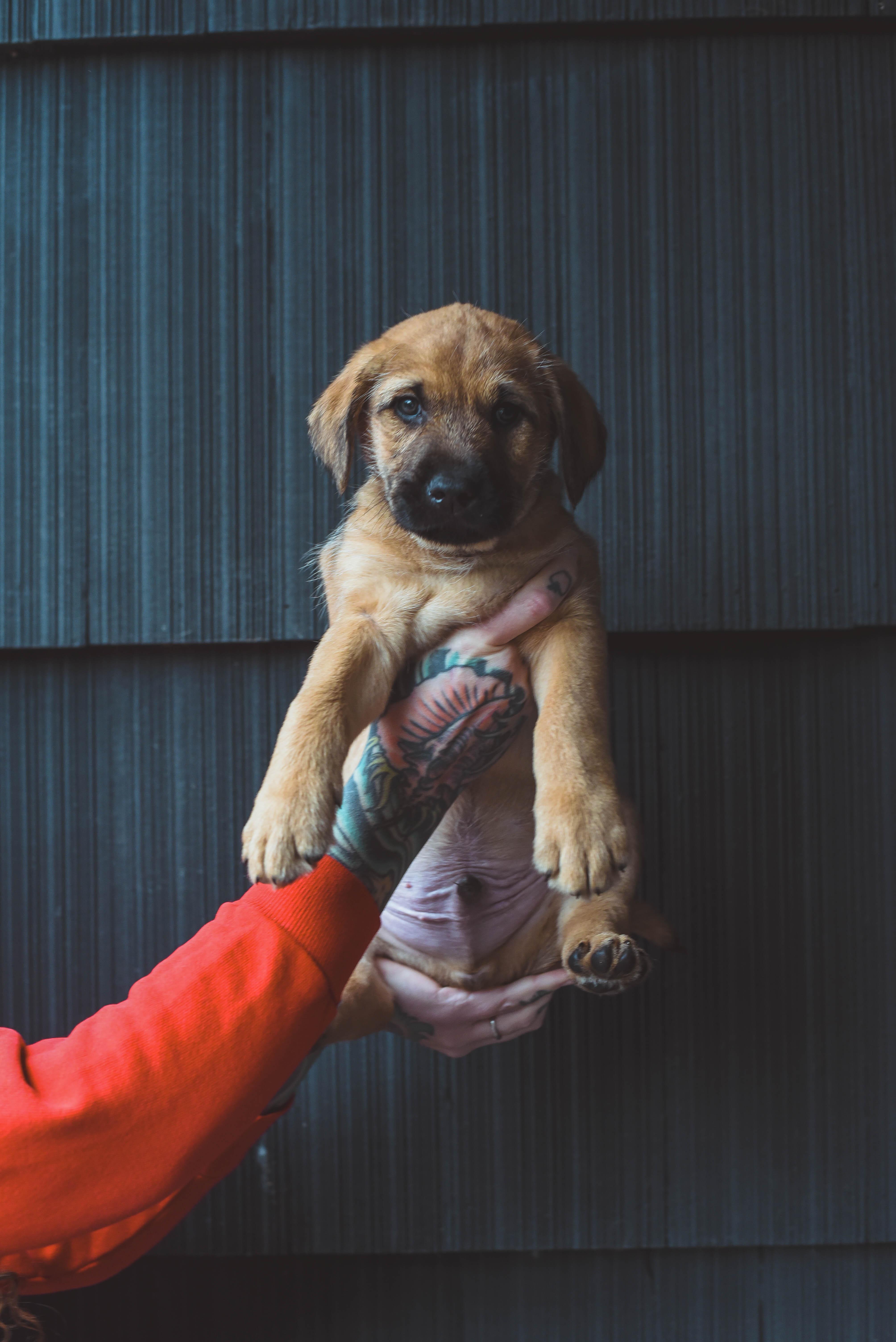 Enlarge The Bridges Litter, a ADOPTABLE mixed breed in Portland, OR image 6/6