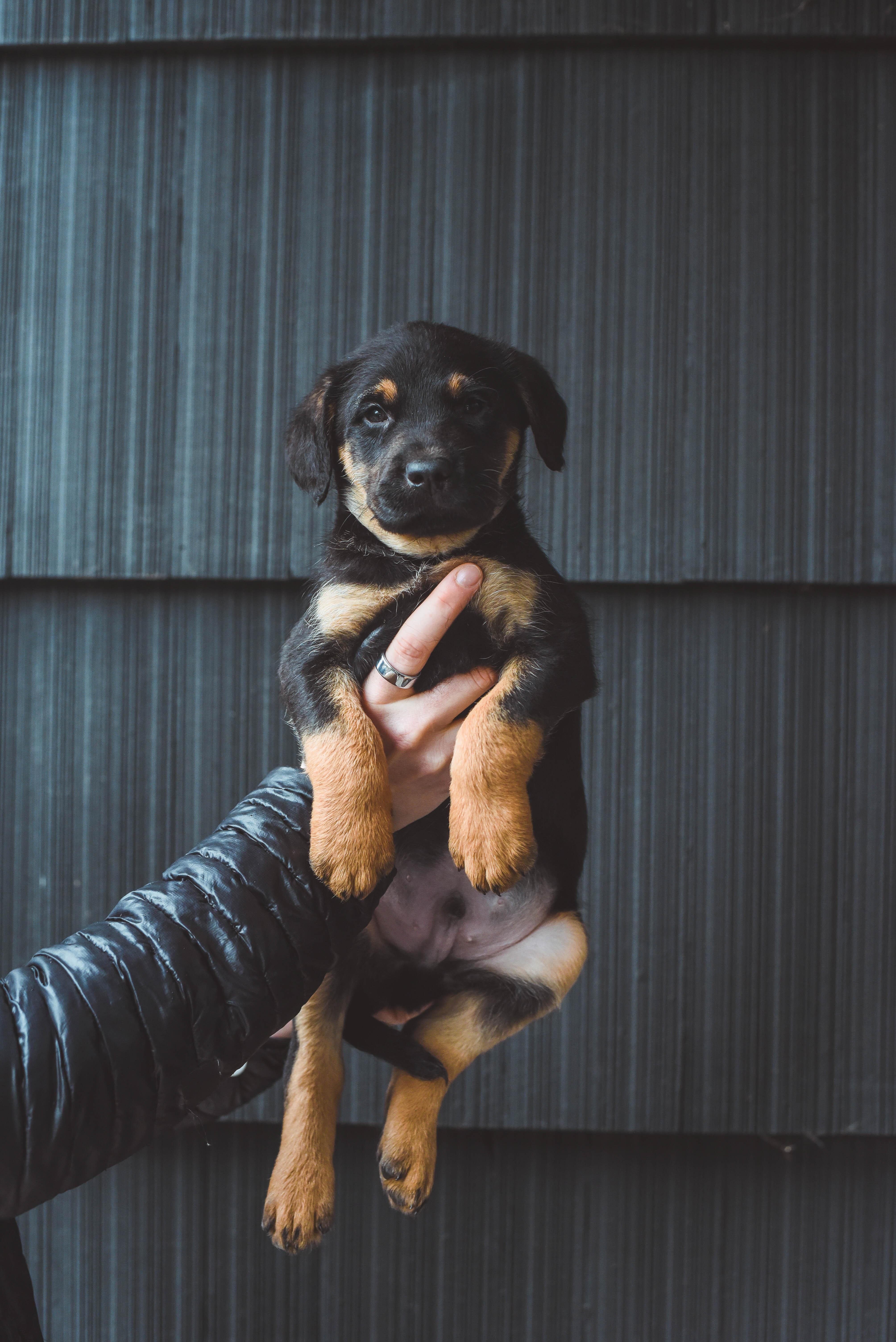 Enlarge The Bridges Litter, a ADOPTABLE mixed breed in Portland, OR image 4/6