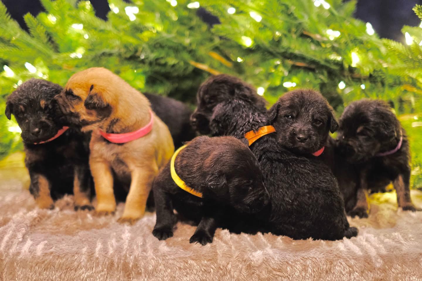 Enlarge The Bridges Litter, a ADOPTABLE mixed breed in Portland, OR image 1/6