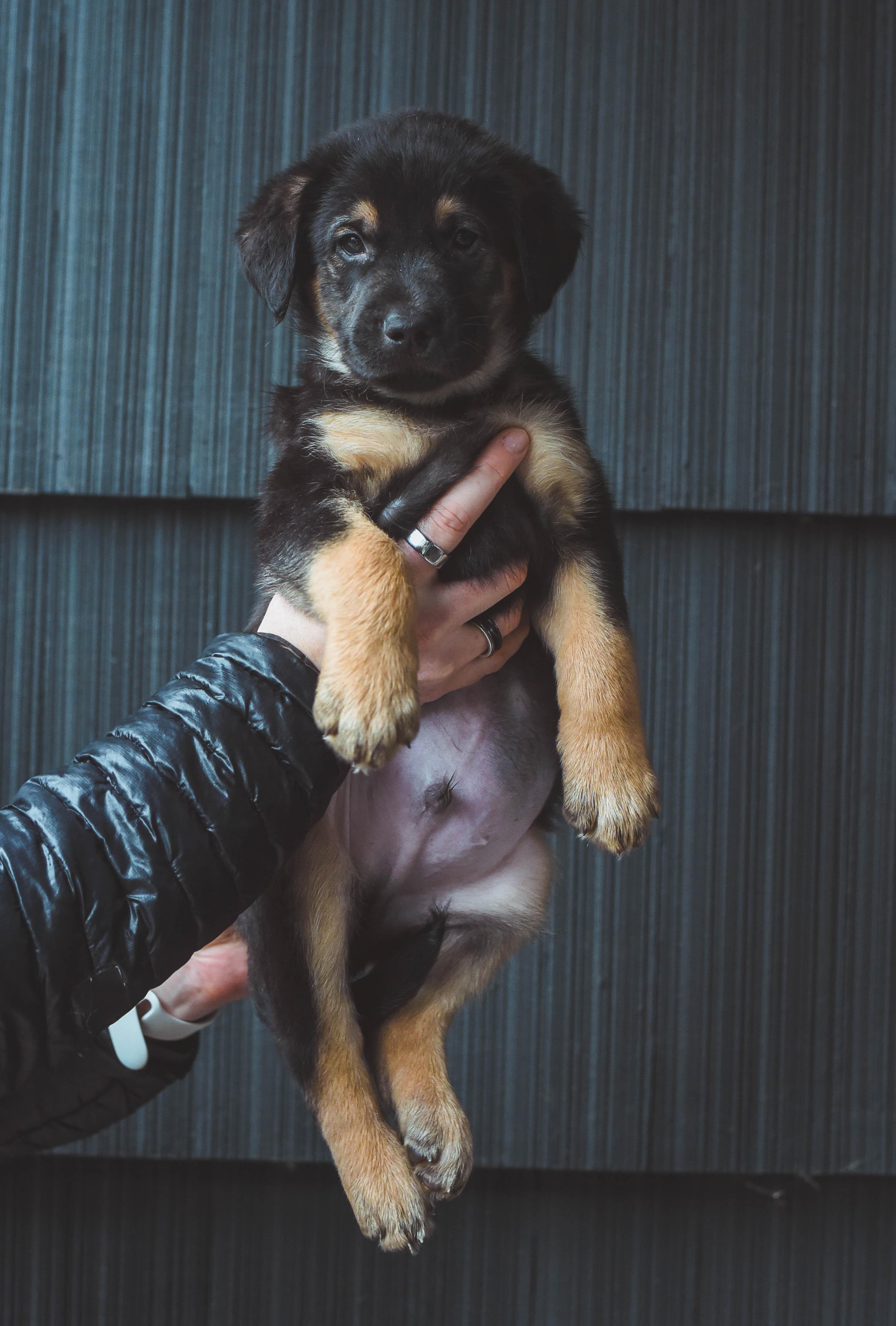 Enlarge The Bridges Litter, a ADOPTABLE mixed breed in Portland, OR image 3/6