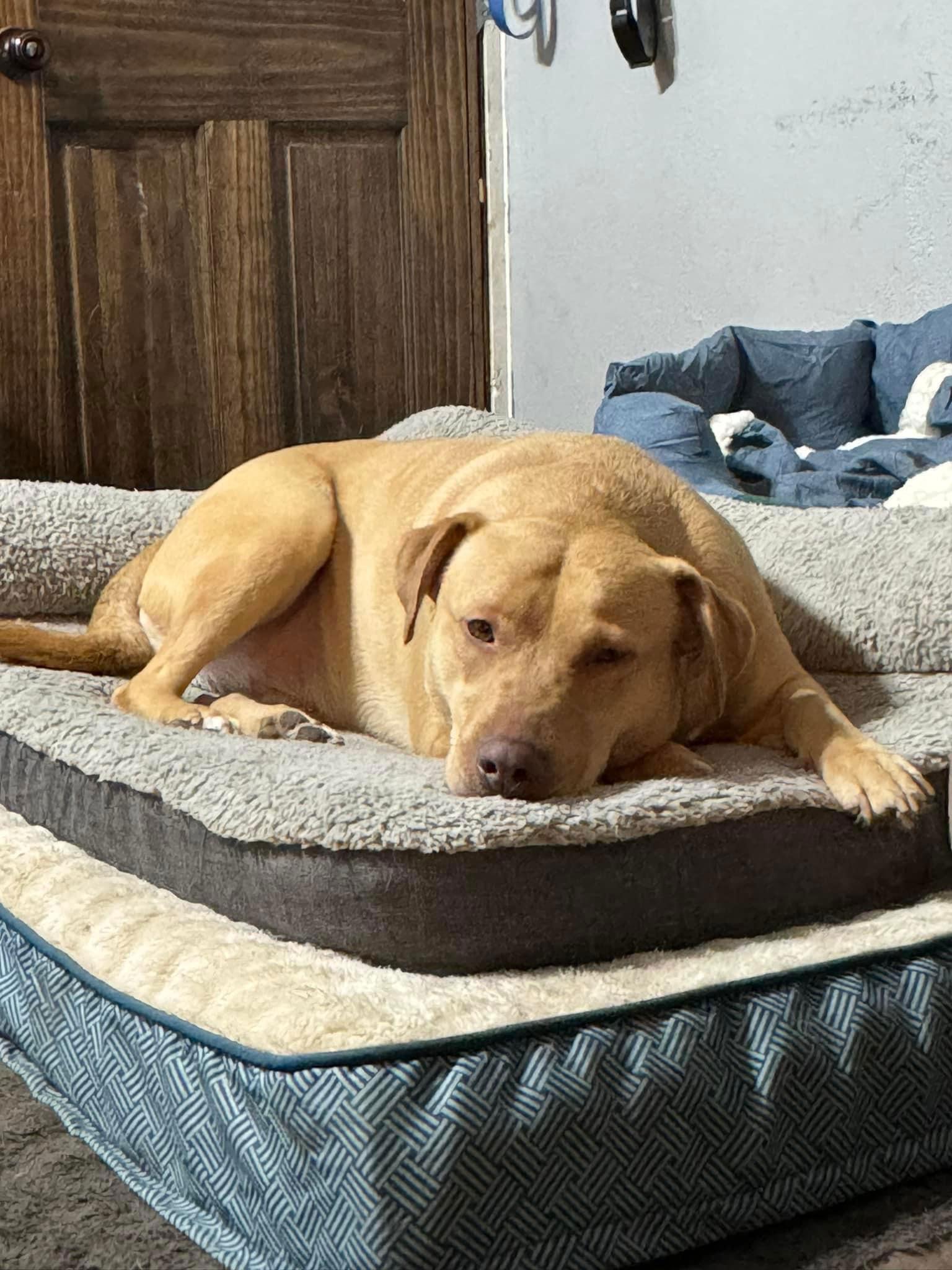 Raya, a Adoptable mixed breed in Estherville, IA image 1/3