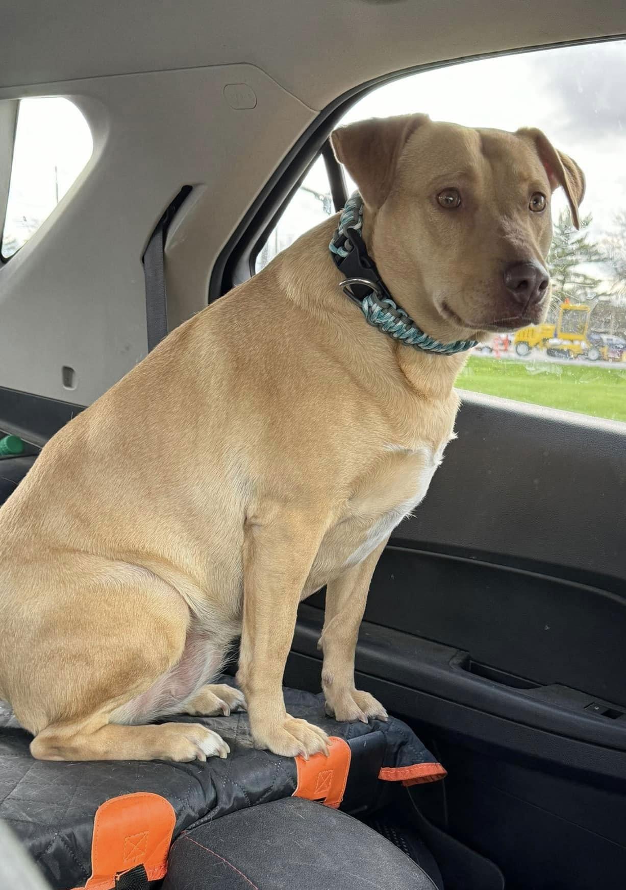 Raya, a Adoptable mixed breed in Estherville, IA image 2/3