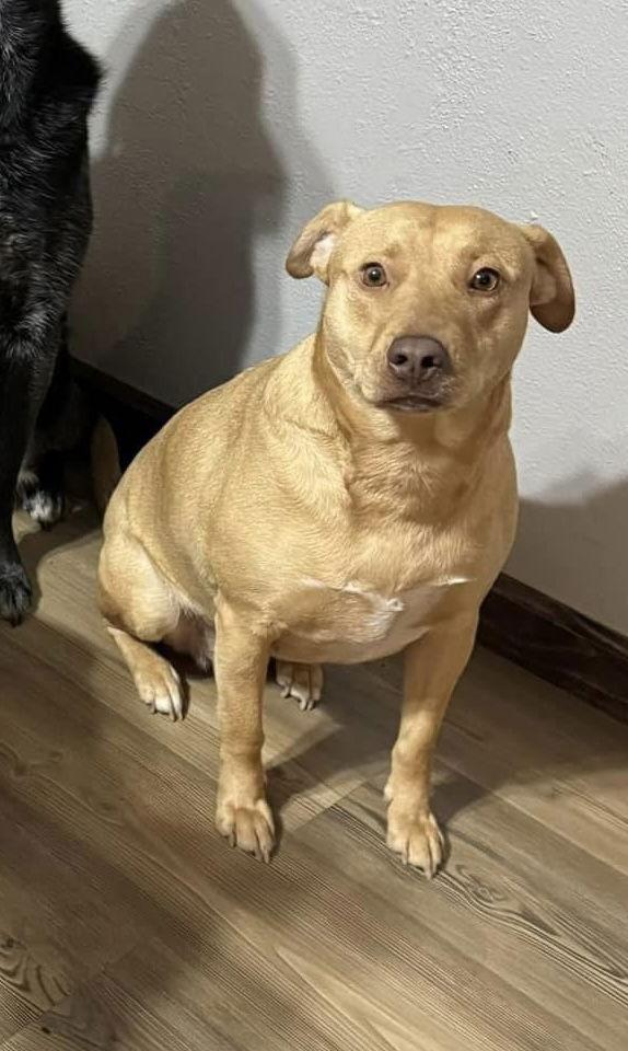 Raya, a Adoptable mixed breed in Estherville, IA image 3/3