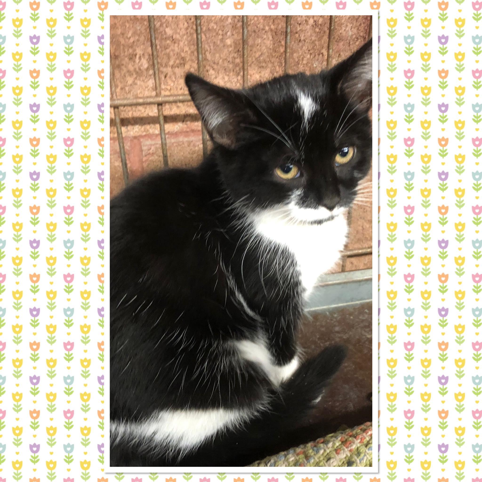 WYNTER, ADOPTABLE, Kitten Female Domestic Short Hair.