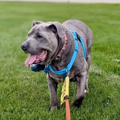 Brooke, Adoptable, Senior Female Pit Bull Terrier & Mixed Breed.