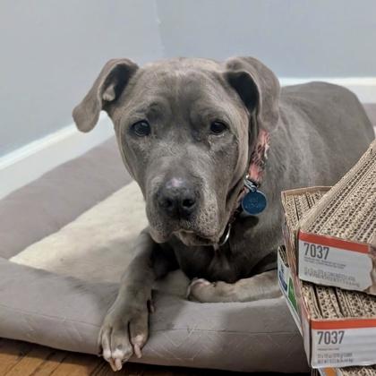 Enlarge Brooke, a Adoptable mixed breed in Wheaton, IL image 2/3