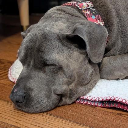 Brooke, a Adoptable mixed breed in Wheaton, IL image 2/3