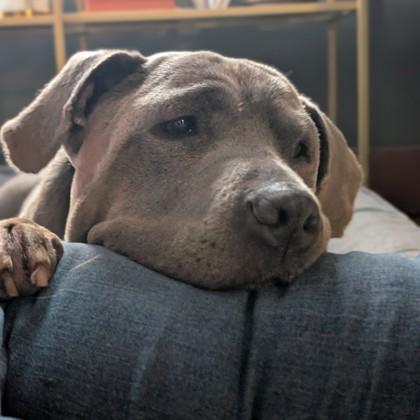 Enlarge Brooke, a Adoptable mixed breed in Wheaton, IL image 3/3