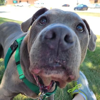 Brooke, a Adoptable mixed breed in Wheaton, IL image 3/3