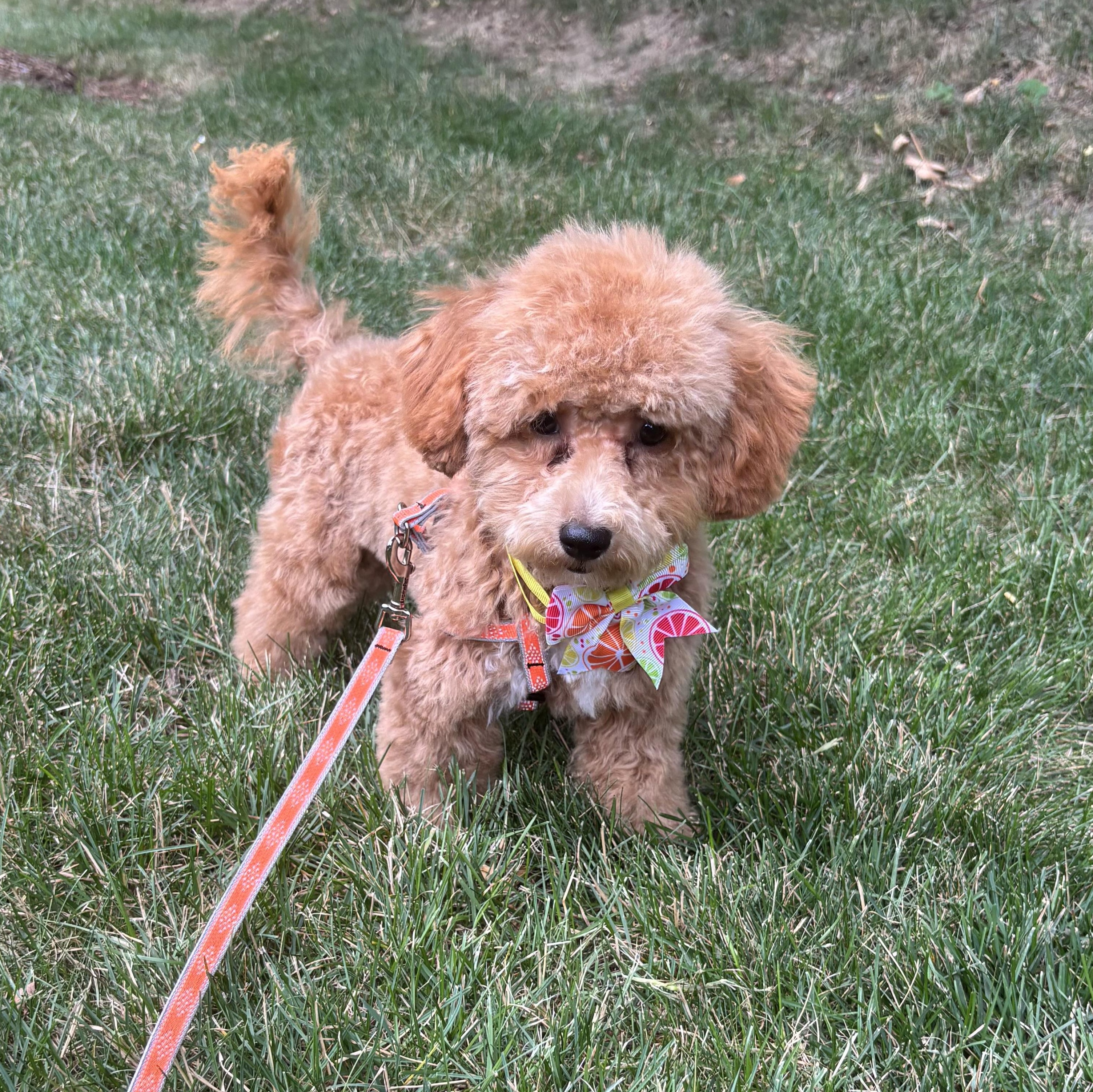 Enlarge Noni, a ADOPTABLE mixed breed in Somerville, MA image 2/6