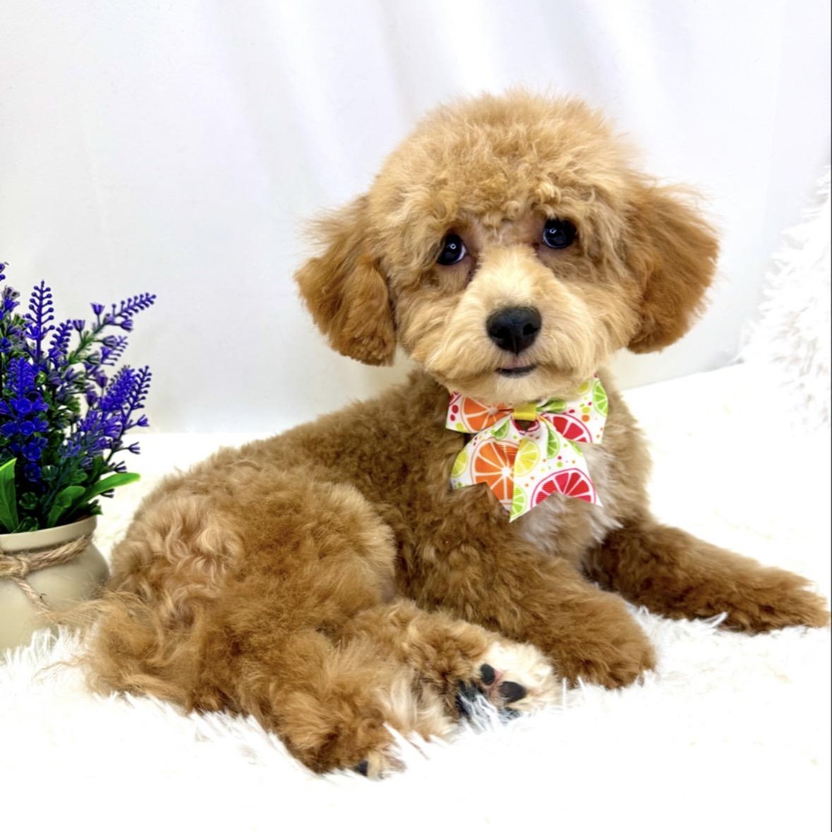 Enlarge Noni, a ADOPTABLE mixed breed in Somerville, MA image 5/6