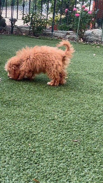 Enlarge Noni, a ADOPTABLE mixed breed in Somerville, MA video 4/6