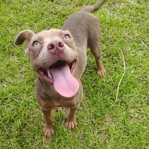 Peanut, an adopted mixed breed in St Catharines, ON image 2/4