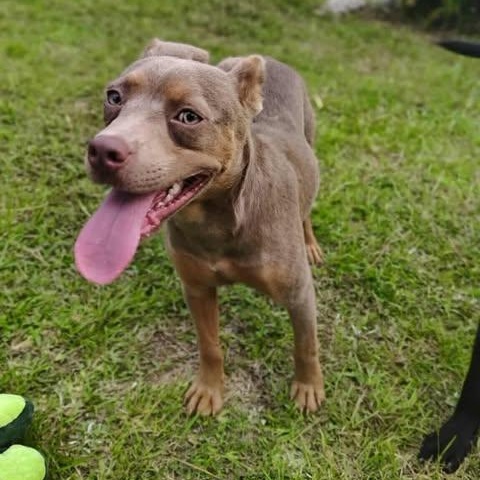 Peanut, an adopted mixed breed in St Catharines, ON image 3/4