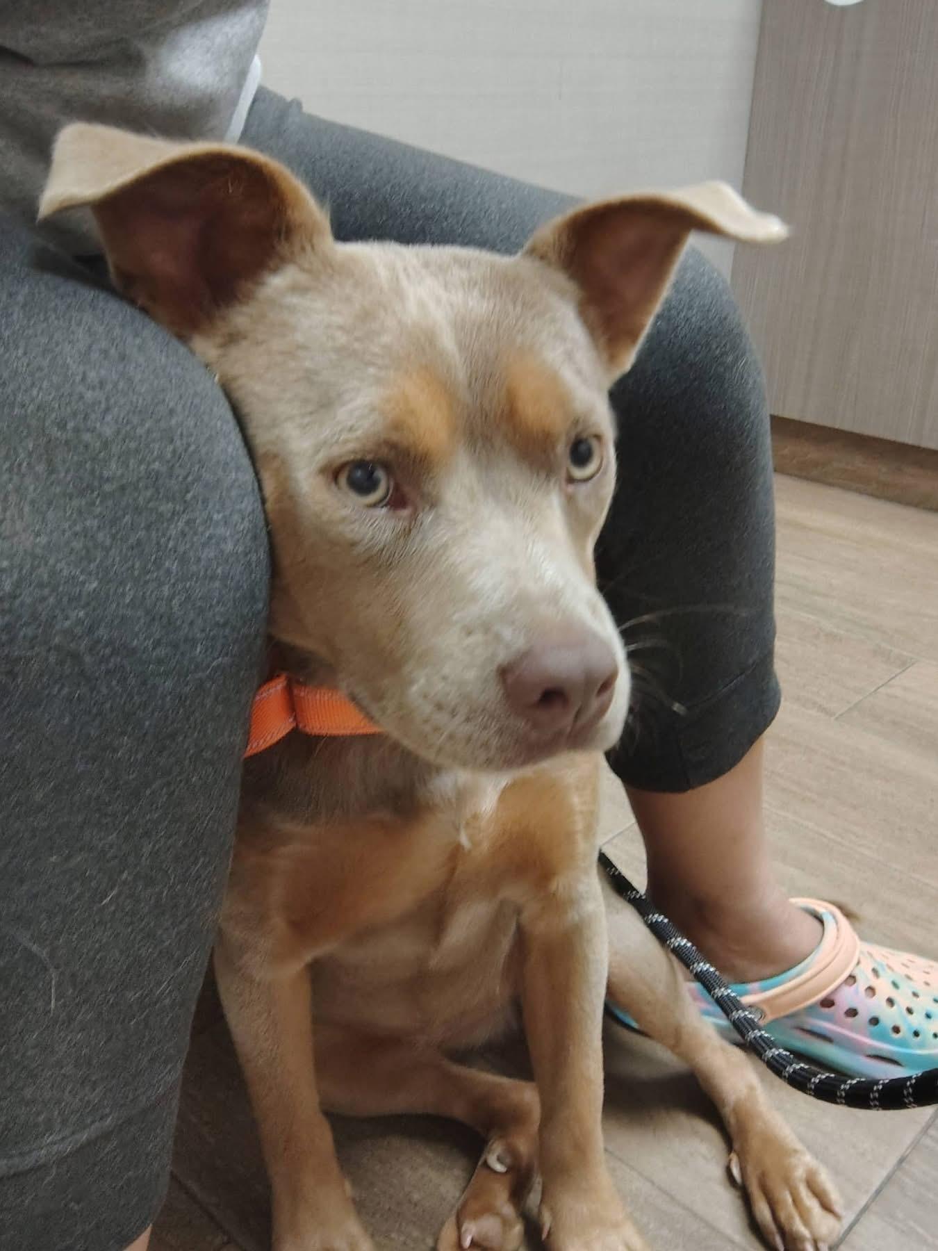 Peanut, an adopted mixed breed in St Catharines, ON image 4/4